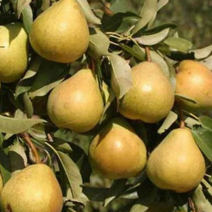Bumbieres stāds "Ļubimica oseņņaja"