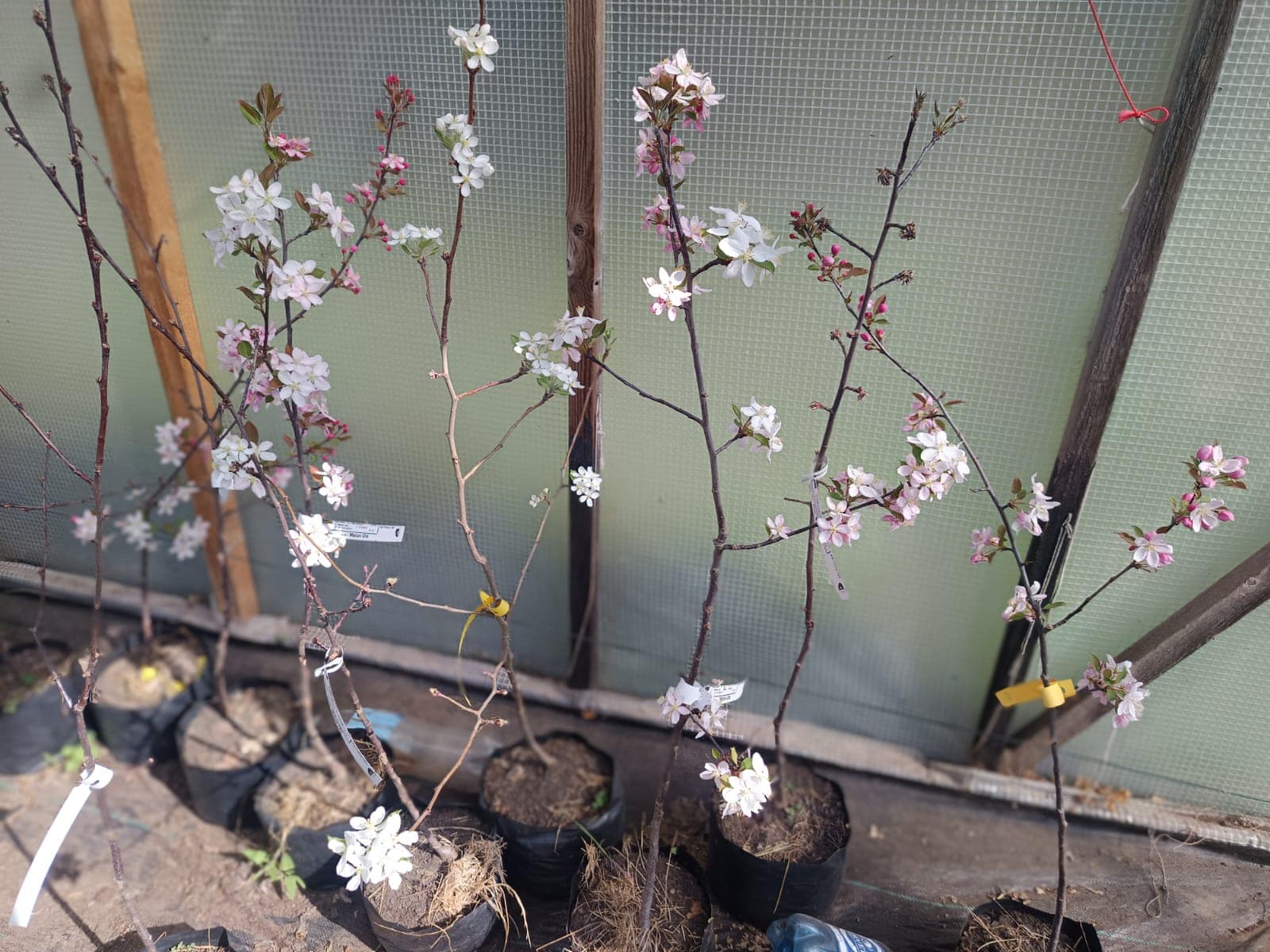 Malus Ola dekoratīvā ābele - Image 3
